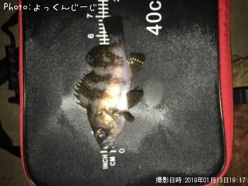 メバル