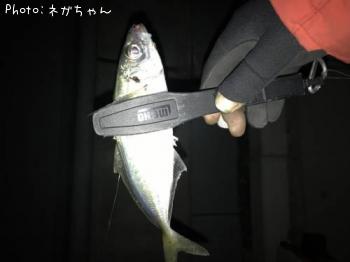 アジ