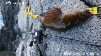 アイナメ