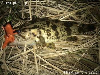 タケノコメバル