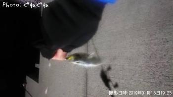 アジ