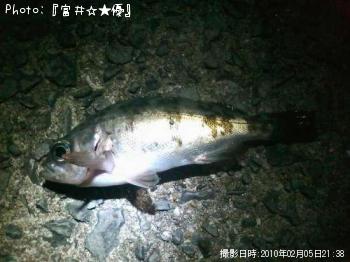 メバル