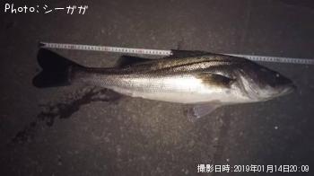 シーバス