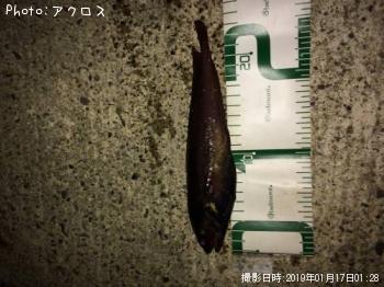 ʥ