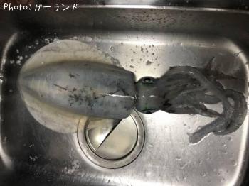 アオリイカ