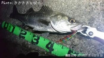 シーバス