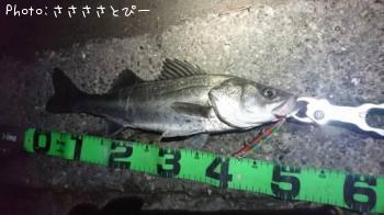 シーバス