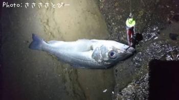 シーバス