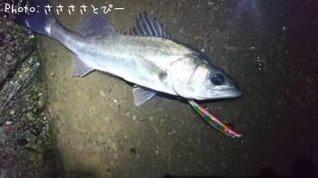 シーバス