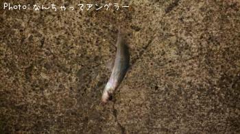 ޥ