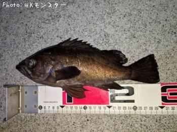 メバル