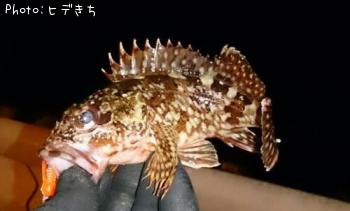 カサゴ