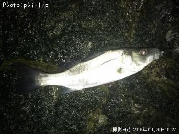 セイゴ