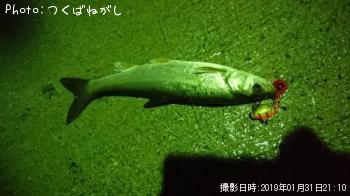 マルタ