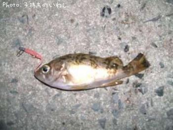 メバル