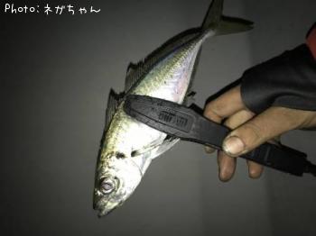 アジ