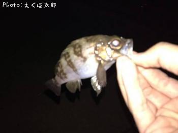 メバル