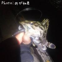 タケノコメバル
