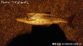 マルタ