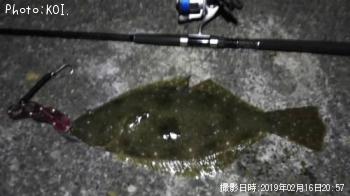 ヒラメ