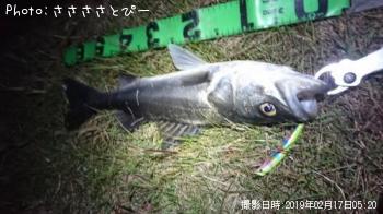 シーバス