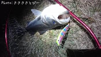 シーバス
