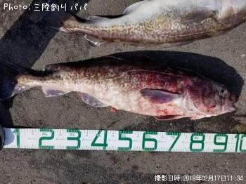 タラ