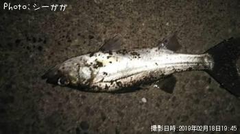 セイゴ