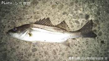 セイゴ