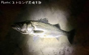 シーバス