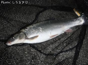マルタウグイ