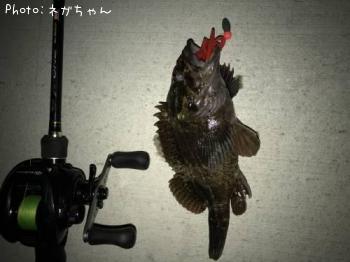 饽