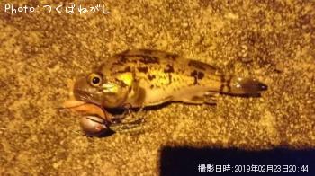 クロソイ