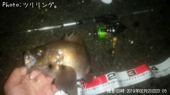 メバル