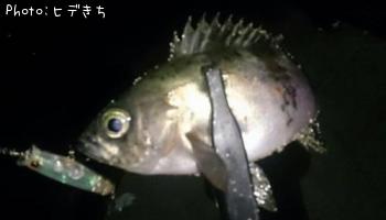 メバル