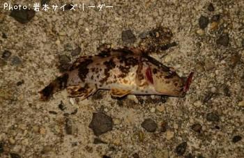 タケノコメバル