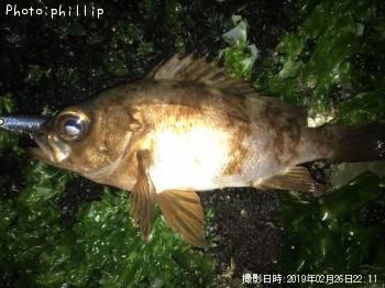 メバル