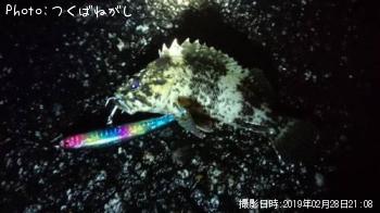 饽