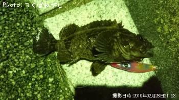 ムラソイ