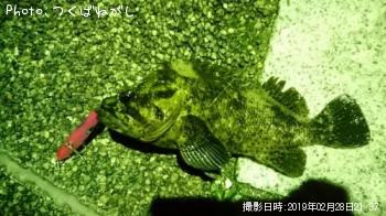 饽