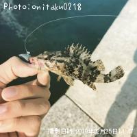 タケノコメバル