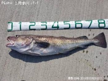 タラ