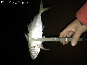 アジ