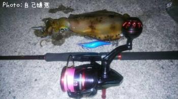 アオリイカ
