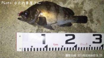 メバル