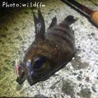 メバル