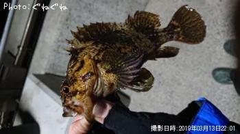 タケノコメバル