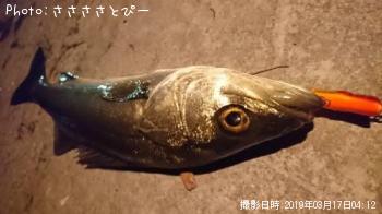 シーバス