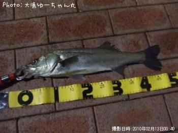 シーバス