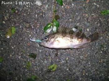 メバル